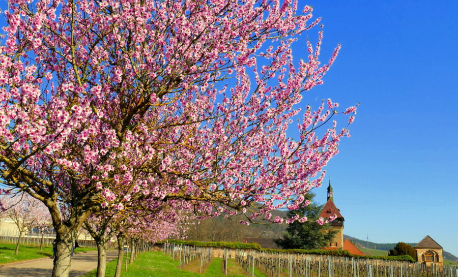 Frühling in der Pfalz – blühende Landschaften und lebendige Feste