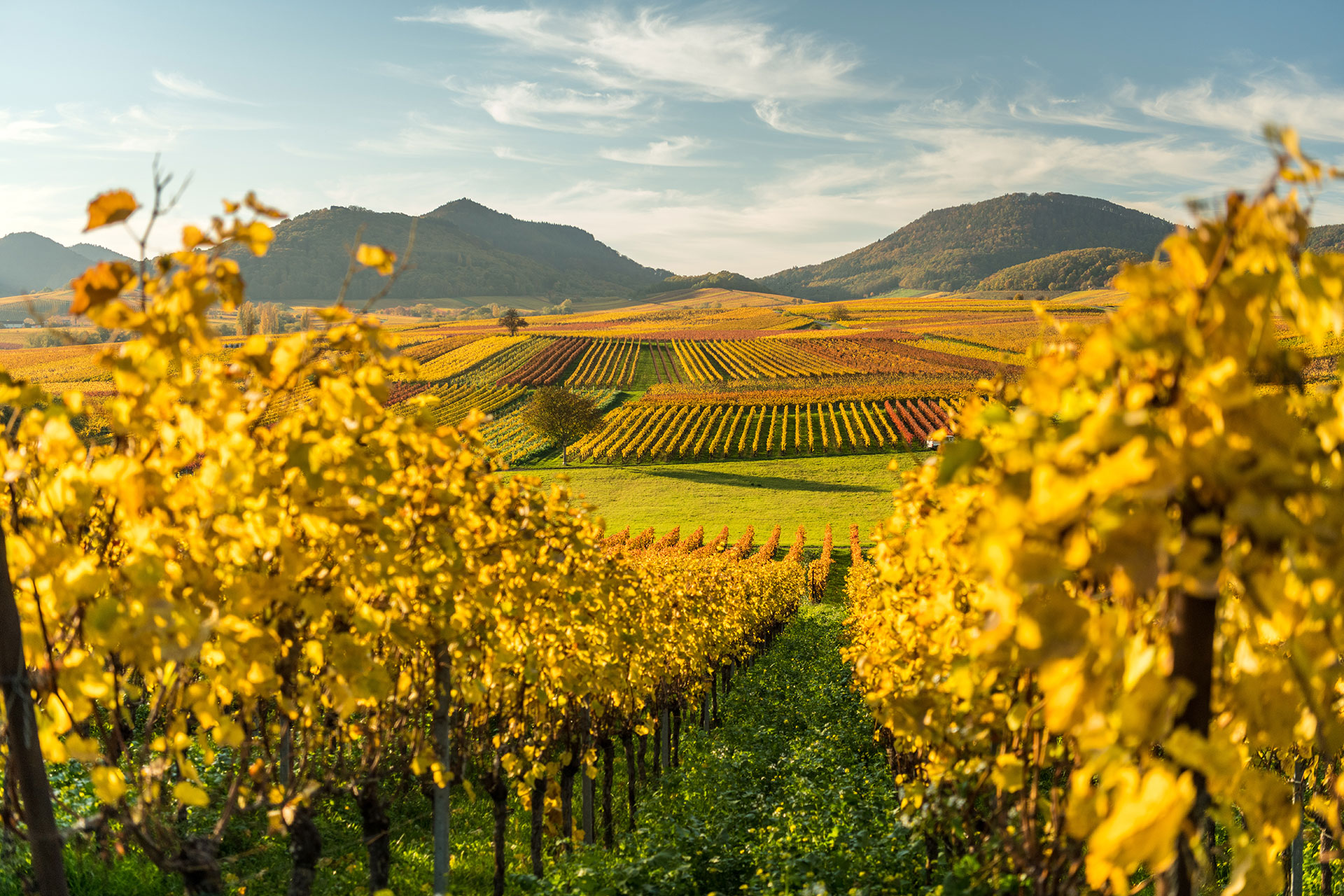 Herbstliches Weinland an der Kleinen Kalmit