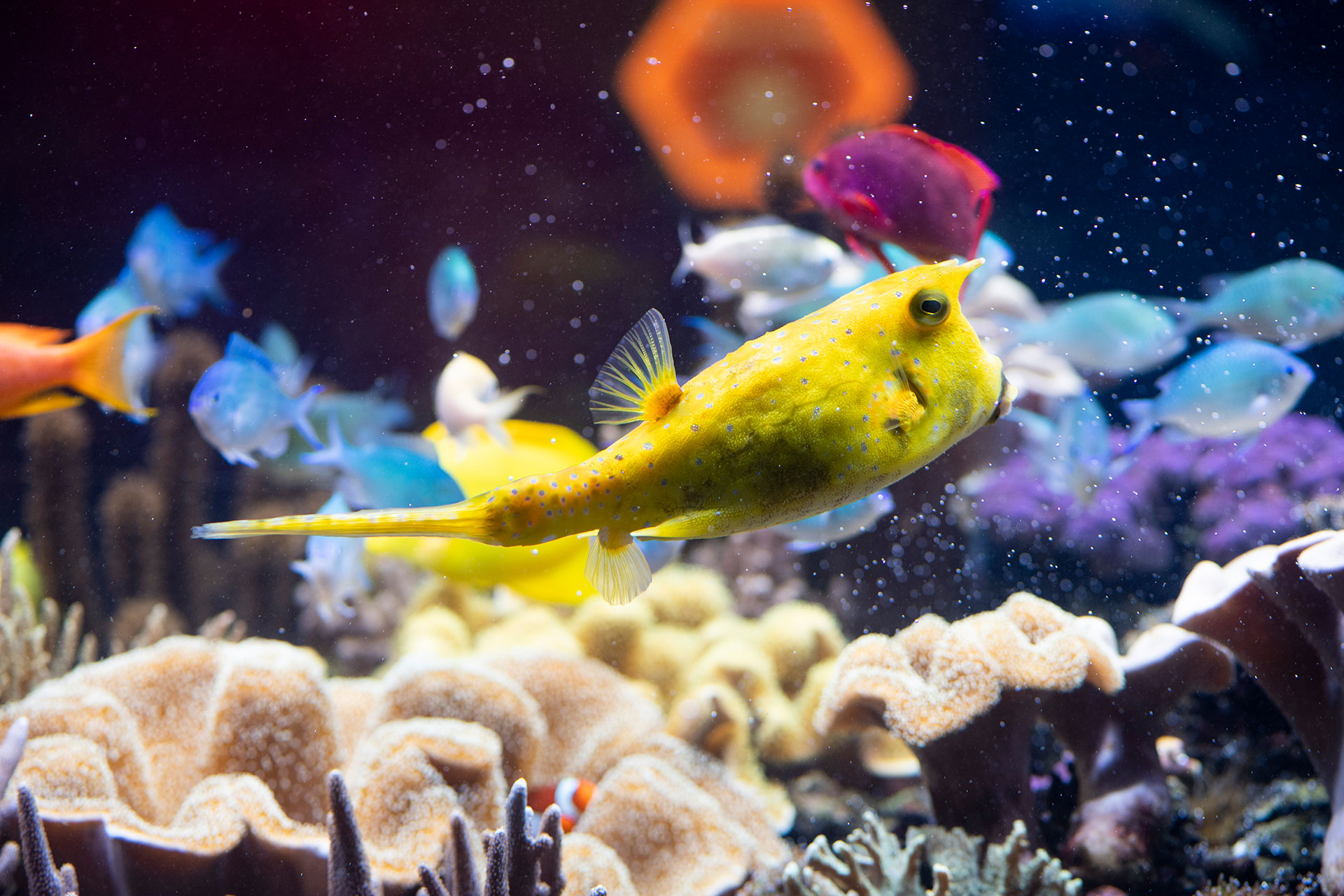 SEALIFE Speyer